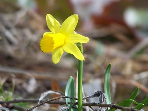 jonquil, picture