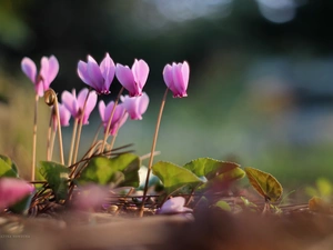 Flowers, Cyclamen, Pink
