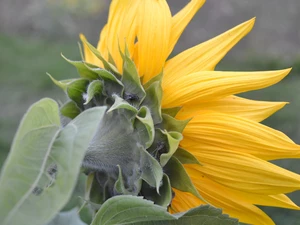 Pluskwiak, Sunflower, fly