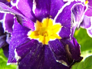 Violet, primrose