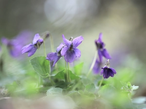 Flowers, Viola odorata, purple