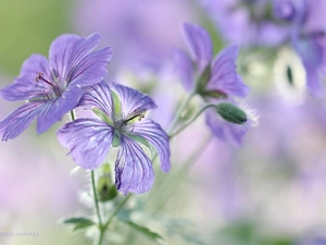 Flowers, Geranium Magnificum, purple