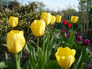 Tulips, Rabatka