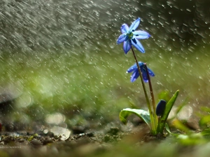 Siberian squill, Colourfull Flowers, Rain, blue