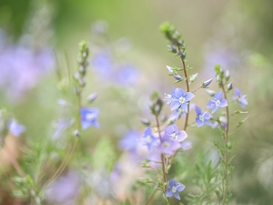 speedwell, Blue, Flowers, rapprochement