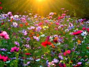 rays, sun, Flowers, Cosmos, Meadow