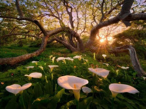 trees, Calla, rays, sun, viewes, forest