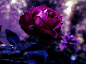 rose, Beauty, Violet