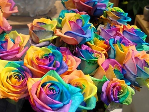 color, roses