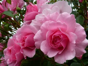 roses, beatyfull, Pink