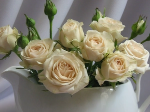 White, White, roses, jug