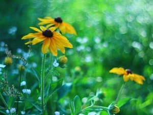 Rudbeckia, Yellow, Flowers