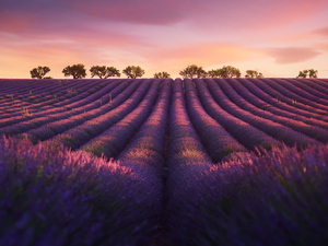 trees, Field, Pinkish, Sky, viewes, lavender