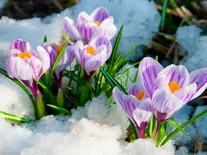 snow, Spring, purple, crocuses, white