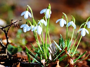 snowdrops, nature, Flowers