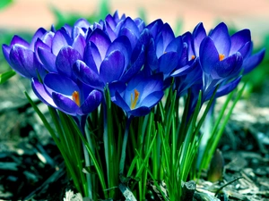 Spring, Blue, crocuses