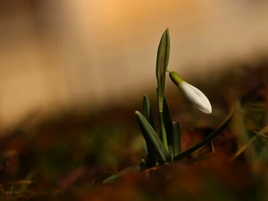 Snowdrop, Colourfull Flowers, Spring, White
