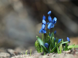 Siberian squill, Flowers, Spring, Blue