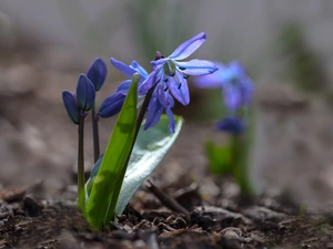 squill, Flower, blue