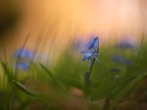 Siberian squill, blue, Colourfull Flowers