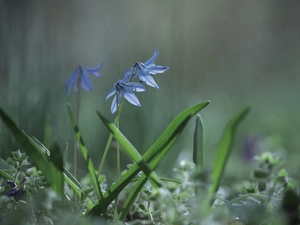 Siberian squill, Blue, Flowers, rapprochement