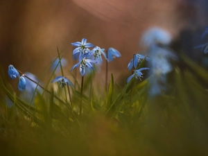 Siberian squill, Flowers, grass, Blue