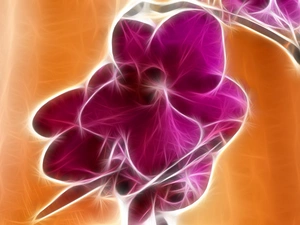 stalk, Violet, orchid