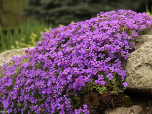 Stone, purple, Flowers