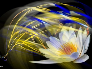 streaks, graphics, water, color, Lily