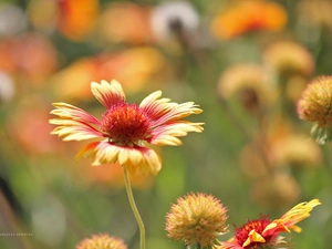 gaillardia aristata, Flower, summer