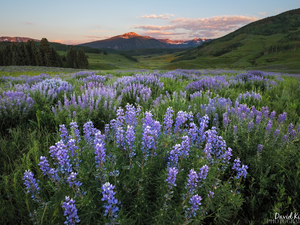 purple, Mountains, lupine, summer, Flowers, The Hills