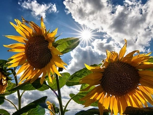Flowers, rays, sun, Nice sunflowers