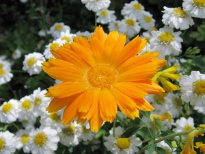 Marigold Medical, Orange, Colourfull Flowers