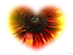 Heart, Sunflower