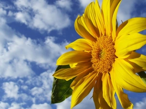 Sunflower, blue, Sky