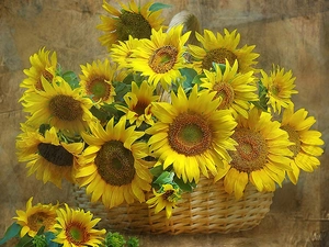 sunflowers, basket, full
