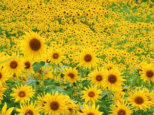 Meadow, sunflowers
