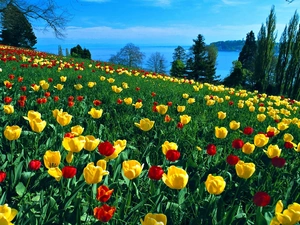 yellow, Field, trees, viewes, red, tulips
