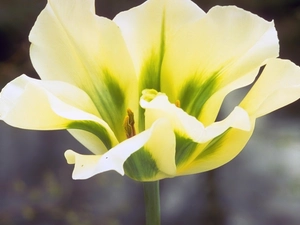 tulip, cream, Yellow