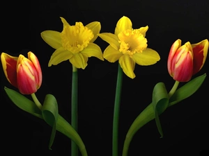 Tulips, Daffodils
