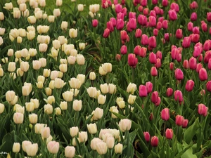 Tulips, White, Pink