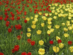 Tulips, Red, Yellow