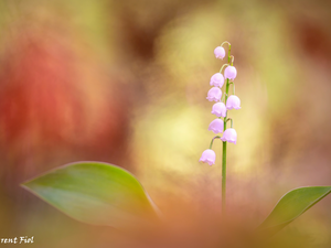 Colourfull Flowers, color, background, lily of the Valley