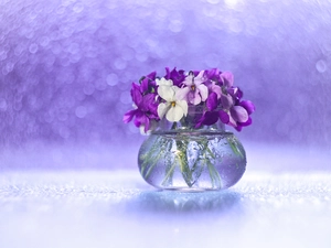 White, fragrant violets, Bokeh, decoration, vase, purple