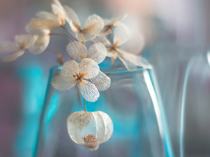 blue, Vase, Flowers, hydrangea, dry