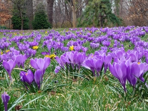 crocuses, trees, viewes, grass
