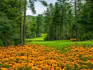 Rudbeckia, Park, trees, viewes, lawns, Flowers