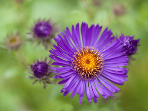 Aster, Colourfull Flowers, Violet