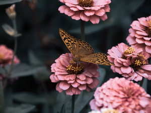 Flowers, Zinnias, Silver-washed Fritillary, Pink, butterfly