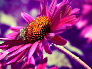 Pink, echinacea, bee, Colourfull Flowers